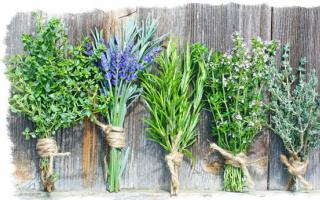 Комнатные растения как обереги: какие растения защитят вас и изменят вашу жизнь