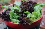 Как хранить листовой салат в холодильнике свежим Как сохранить листовой